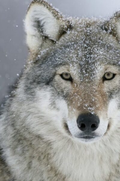 Тульчин Онлайн