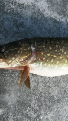 Тульчин Онлайн