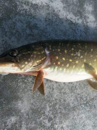 Тульчин Онлайн