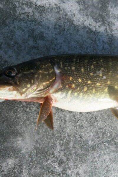 Тульчин Онлайн