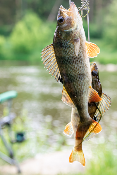 Тульчин Онлайн