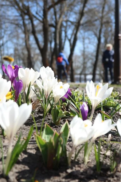 Тульчин Онлайн