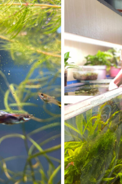 Тульчин Онлайн