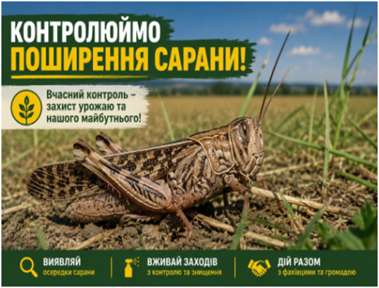 сарана